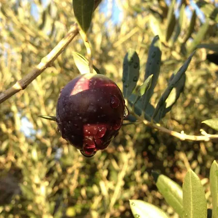 בית נופש Casa Mala